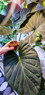 Alocasia regal shields