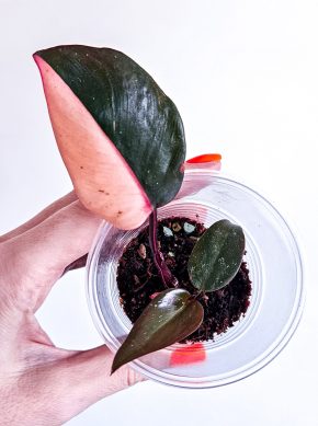 Philodendron pink princess