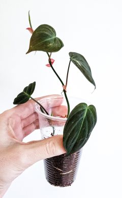 Philodendron micans 2ks