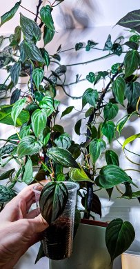 Philodendron micans 2ks