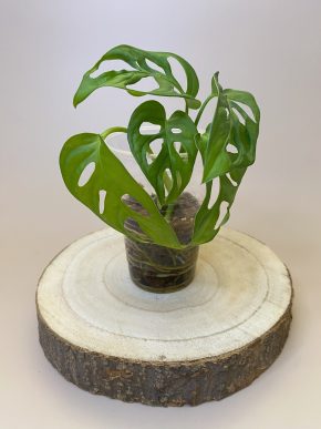 Monstera Adansonii