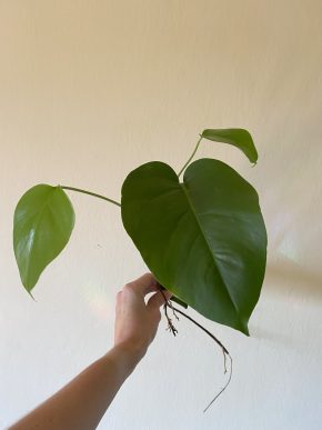 Monstera Albo Deliciosa