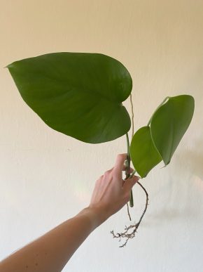 Monstera Albo Deliciosa