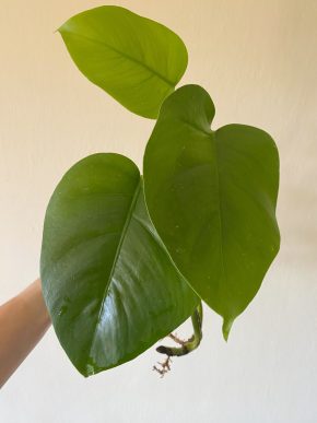 Monstera Albo Deliciosa