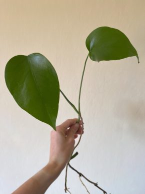 Monstera Albo Deliciosa