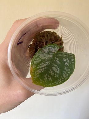 Monstera dubia