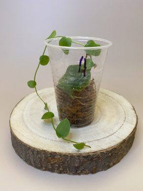 Monstera dubia