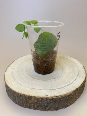 Monstera dubia