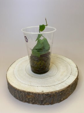 Monstera dubia