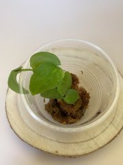 IMG_9672.jpg