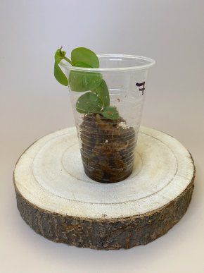 Monstera dubia