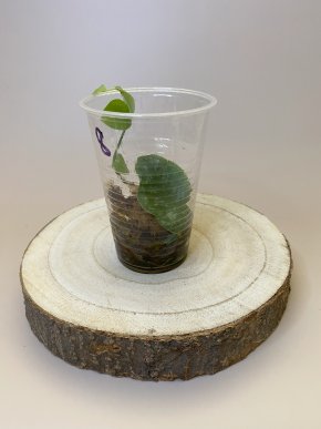 Monstera dubia