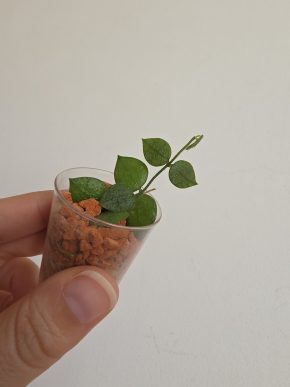 Dischidia hirsuta - baby