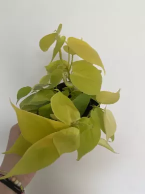 Philodendron lemon lime