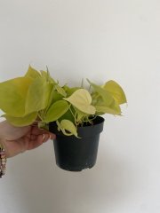 IMG_6825.jpeg