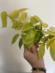 IMG_6826.jpeg