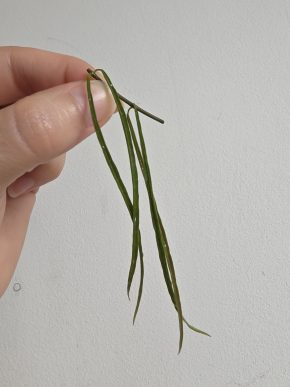 Hoya stenophylla