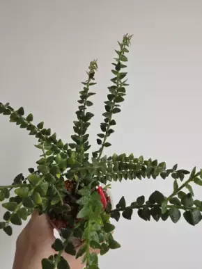 Hoya chinghungensis - řízek