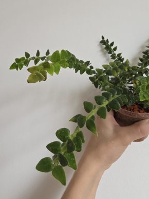 Hoya chinghungensis - řízek