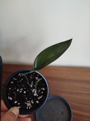 Scindapsus treubi dark form