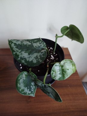 Scindapsus pictus exotica