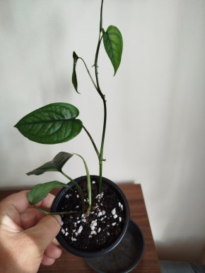 Monstera siltepacana
