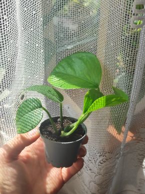 Epipremnum aureum