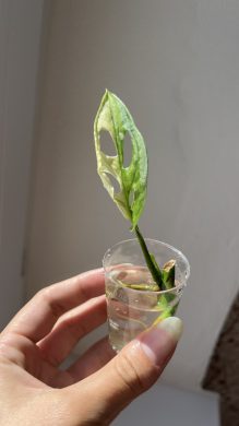 Monstera Adansonii variegata Half-moon (Monkey Mask)