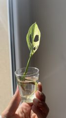 tempImagegcYoE9.jpg