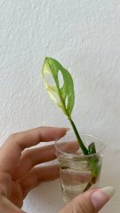 tempImageQY3TqE.jpg
