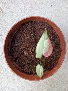 Syngonium ORM Naqpum variegata