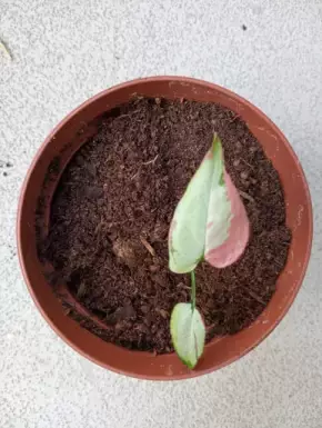 Syngonium ORM Naqpum variegata