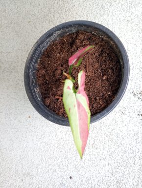 Syngonium ORM Naqpum variegata