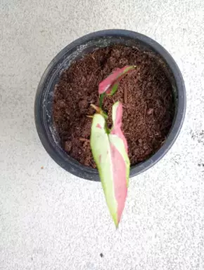 Syngonium ORM Naqpum variegata