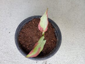 Syngonium ORM Naqpum variegata