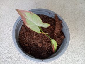 Syngonium ORM Naqpum variegata