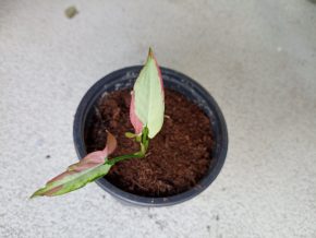 Syngonium ORM Naqpum variegata
