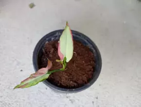 Syngonium ORM Naqpum variegata