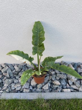 Philodendron Ring of Fire