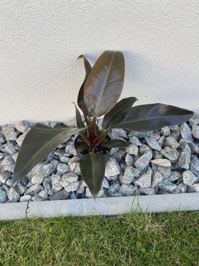 Philodendron Imperial Red