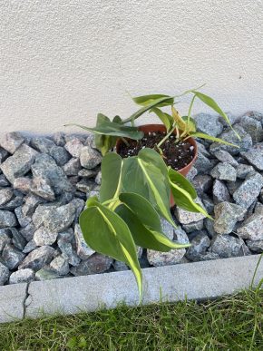Philodendron Brasil
