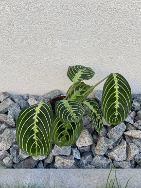 Maranta Lemon Lime