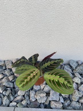 Maranta Fascinator