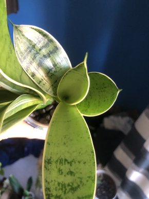 Sansevieria Silver Star - rostlina .