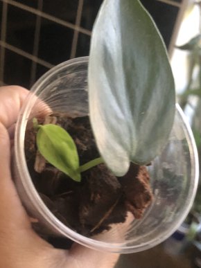 Philodendron oxycardium variegata - rostlina .