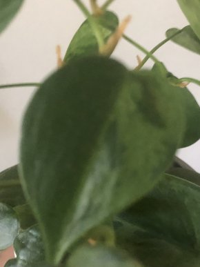 Philodendron oxycardium variegata - vrcholový řizek .