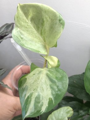 Epipremnum Manjula - rostlina