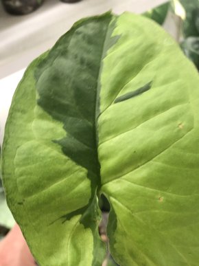 Syngonium Green Beauty - rostlina.