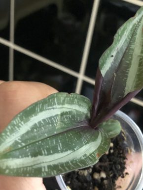 Tradescantia Mosaic - baby rostlina .