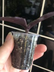 IMG_0158.jpeg